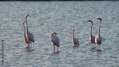 A group of Greater Flamingos standing in the water
