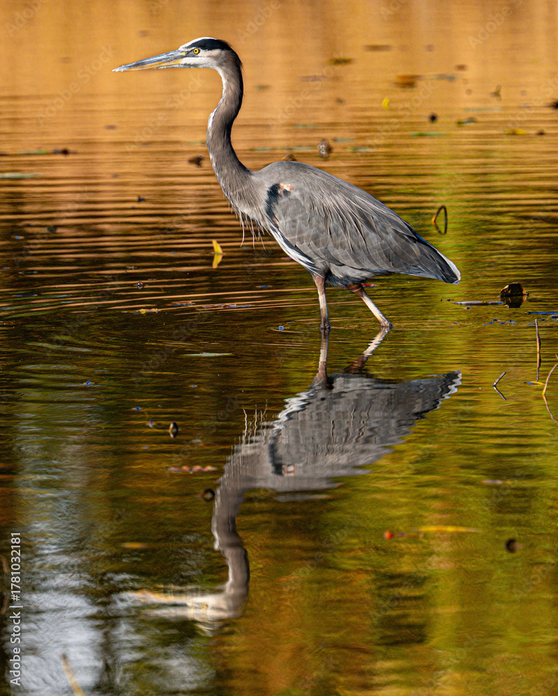 Obraz premium great blue heron