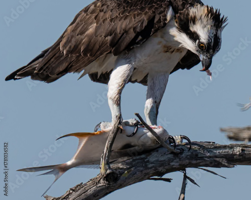 Osprey with catch in Florida