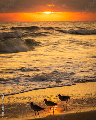 Photography Seagulls in front of Florida sunrise at the beach