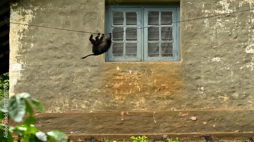 Lion-tailed macaque playing on house window in rains, Valparai, Tamilnadu, India