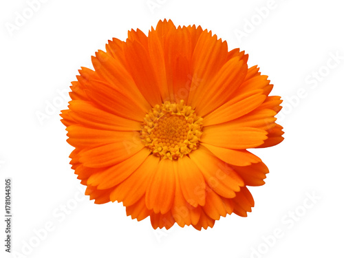 Bright orange calendula flower head with vivid yellow center isolated on transparent background, png