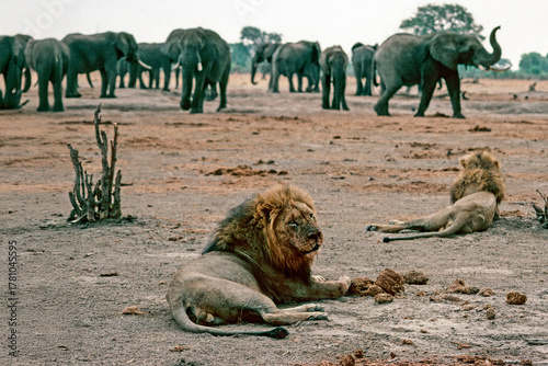 Photography Lions and elephants