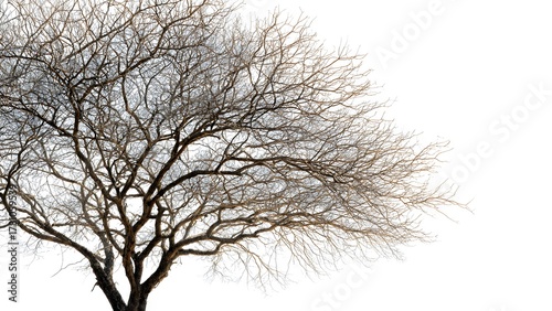 Abstract Natural artistic lines and natural patterns, fine art geometry