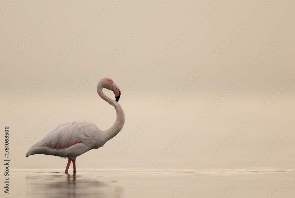Fototapeta premium Portrait of a Greater Flamingos in the early morning hours at Asker coast, Bahrain