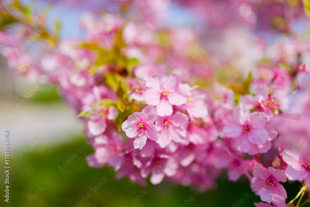 Fototapeta premium Cherry blossom sakura during spring in Japan