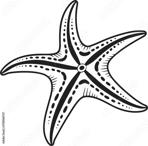 starfish vector illustration