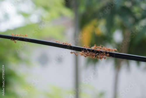 Swarm of red ants are working together to carry food back to their nest.	