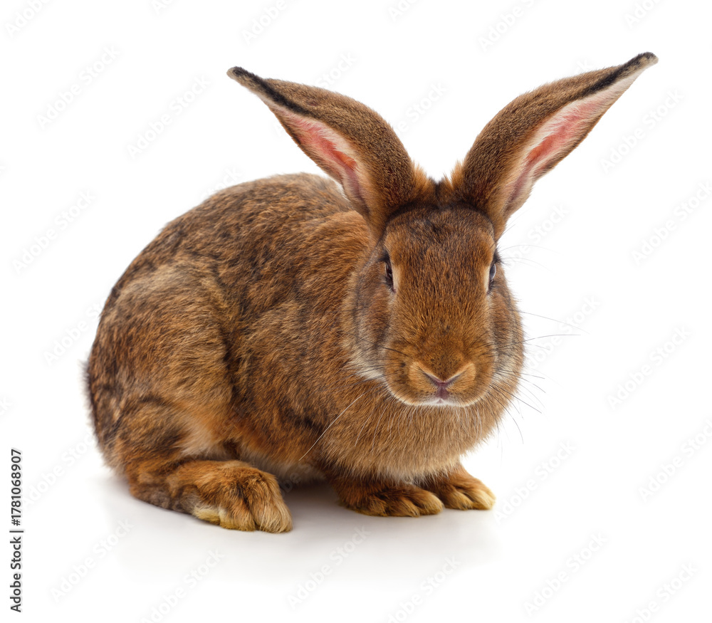 Obraz premium Brown rabbit isolated on white background.