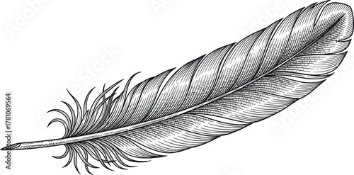 Elegant etched feather illustration for creative design projects