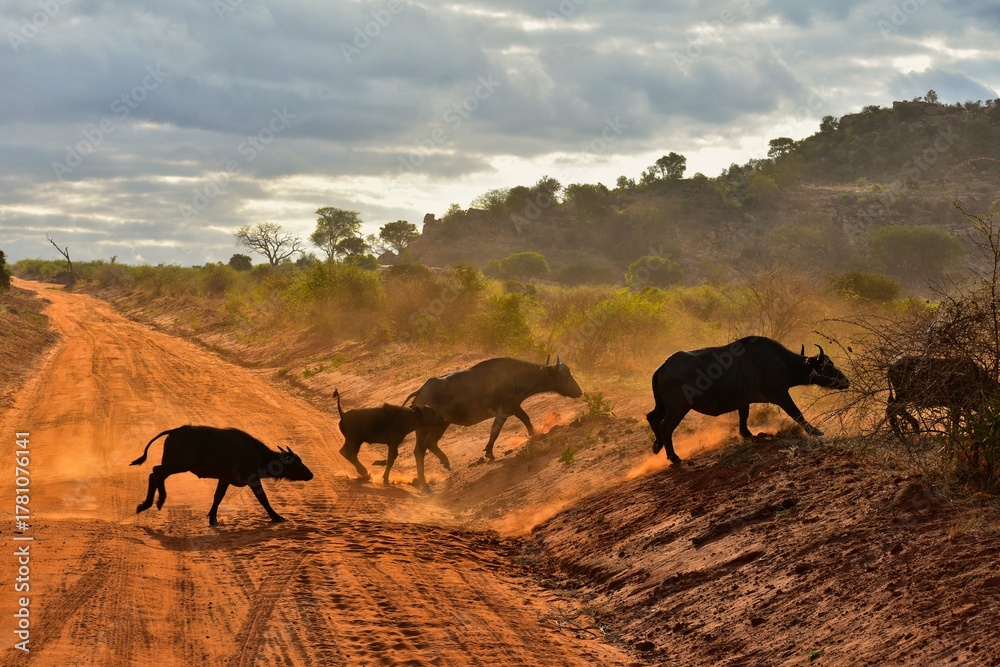 Fototapeta premium Buffalo Migration in Golden Sunset Light