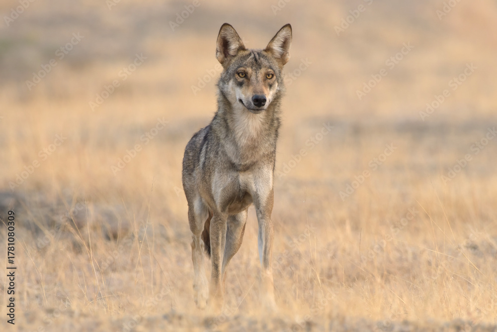 Fototapeta premium Indian Grey Wolf (Canis lupus pallipes) in dry grasslands of Bhigwan, Maharashtra - a rare predator of Indian savannas.