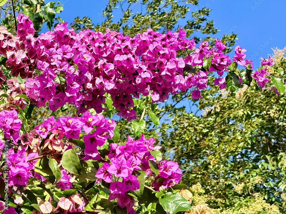 Obraz premium Bright pink bougainvillea flowers blooming under blue sky