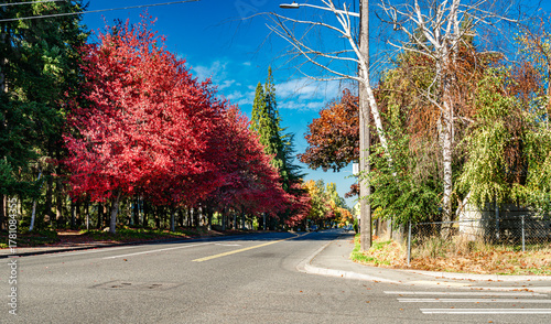 Seatac Streetside Autumn Trees 5