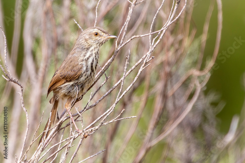Immature  Karoo Prinia (Prinia maculosa) in bush, Grootvadersbosch, Western Cape, South Africa