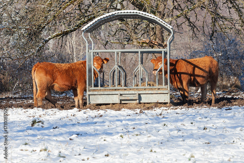 Limousin beef cows at a winter feeder filled with hay in a snow covered pasture, Nouvelle-Aquitaine, France