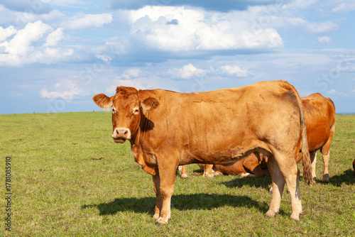 Limousin beef cow  in a hilltop pasture, Side view on skyline, Nouvelle-Aquitaine, France