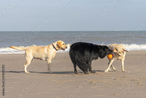 Three dogs having fun on the beach, Labrador, dog, animal, mammal, companion animal, pet, breed, shepherd, Golden Retriever, crossbreed
