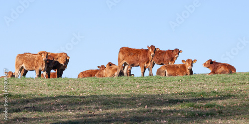 Herd of Limousin beef cattle, cows on the skyline at sunset, Nouvelle-Aquitaine, France, panorama view