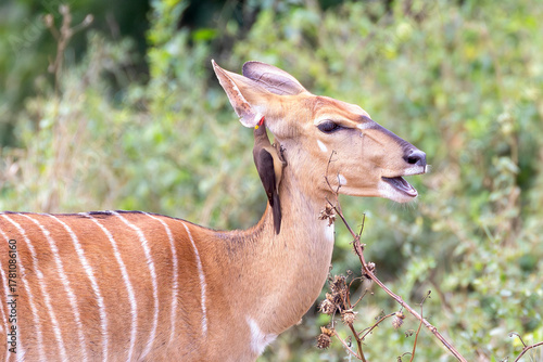 Red-billed Oxpecker (Buphagus erythrorhynchus) on Nyala host, Limpopo, South Africa