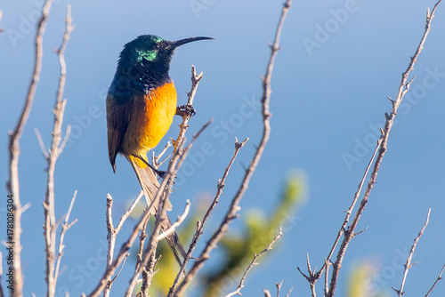 Orange-breasted Sunbird (Anthobaphes violacea) male perched in mountain fynbos at dawn, Riviersonderend Mountains, Western Cape, South Africa