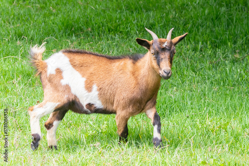 Pygmy Goat ewe, African Dwarf Goat, miniature goat,  in a lush spring pasture, Western Cape, South Africa