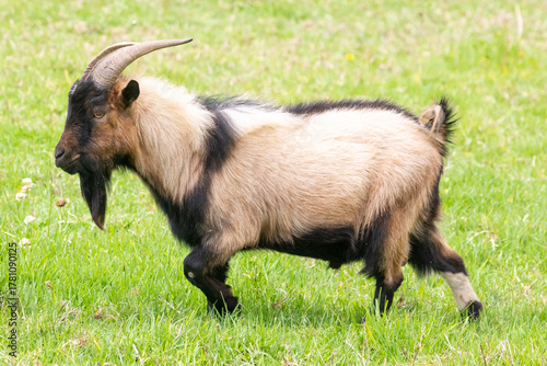 Pygmy Goat ram, African Dwarf Goat, miniature goat,  in a lush spring pasture, Western Cape, South Africa, side view