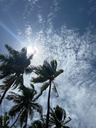 Palm Leaves Against Blue Sky in Maldives Paradise