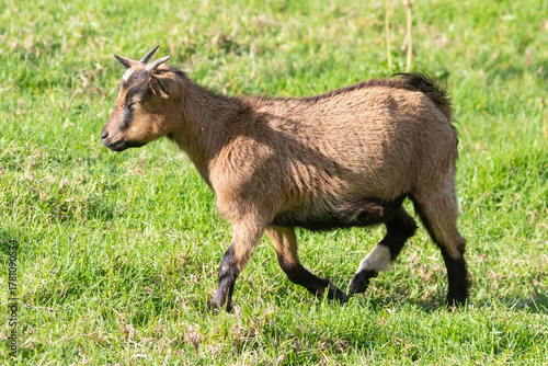 Young sub-adult Pygmy Goat ewe, African Dwarf Goat, miniature goat, running in spring pasture, Western Cape, South Africa