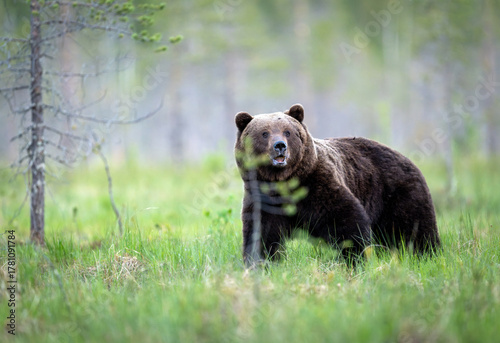 Fototapeta Naklejka Na Ścianę i Meble -  Wild brown bear ( Ursus arctos )