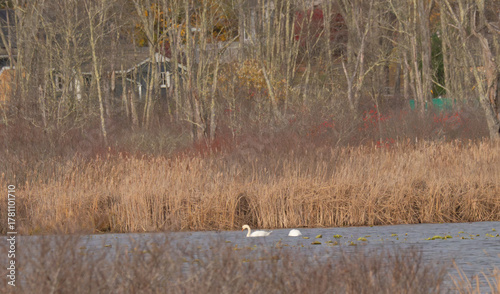 Obraz na plátně mute swans on an autumn pond