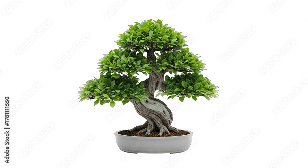custom made wallpaper toronto digitalA beautiful miniature bonsai tree with a twisted trunk isolated on white.