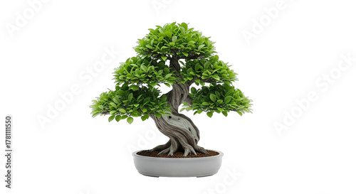 Wallpaper Mural A beautiful miniature bonsai tree with a twisted trunk isolated on white. Torontodigital.ca