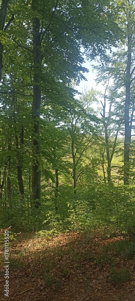 Fototapeta premium Green forest