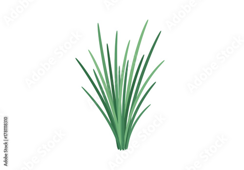 A clump of narrow green grasslike leaves tightly bunched at the bottom isolated on a white background