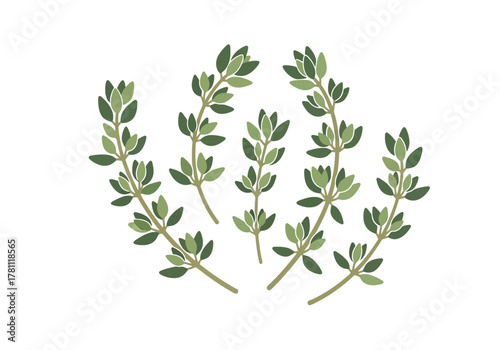 A collection of thyme sprigs arranged in a semicircle on a white background