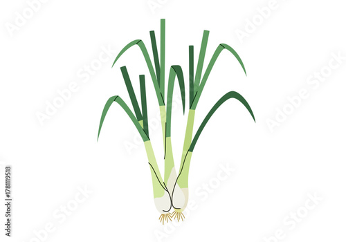 A bunch of green and white leeks with roots