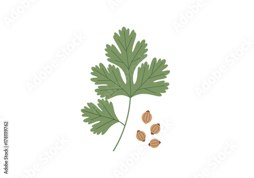 A coriander sprig and seeds are depicted