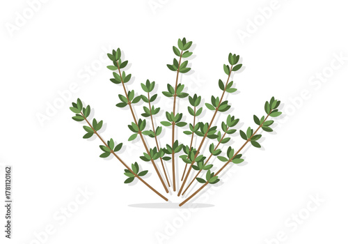 A sprig of thyme with several green stems and small leaves It has a shadow on a white background