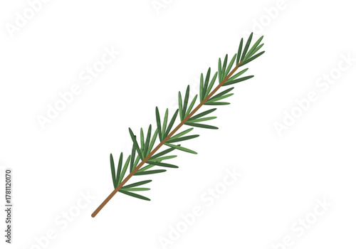 A sprig of rosemary with a brown stem and green needlelike leaves emanating from it