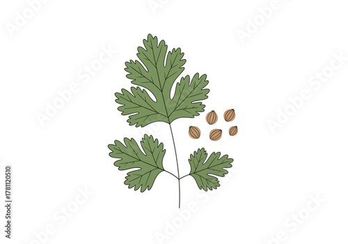 Cilantro branch wsmall coriander seeds next to it