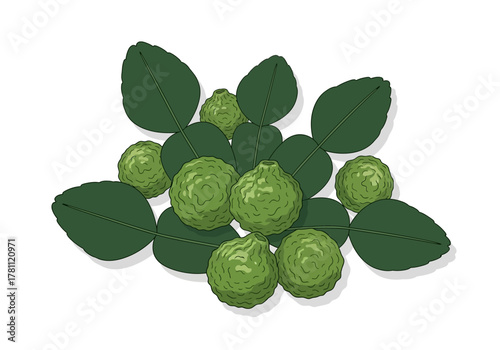 Illustration of bumpy green Kaffir limes surrounded by lime leaves on a white background