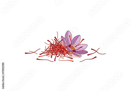 Saffron a purple flower with orange stigmas and threads on a white background