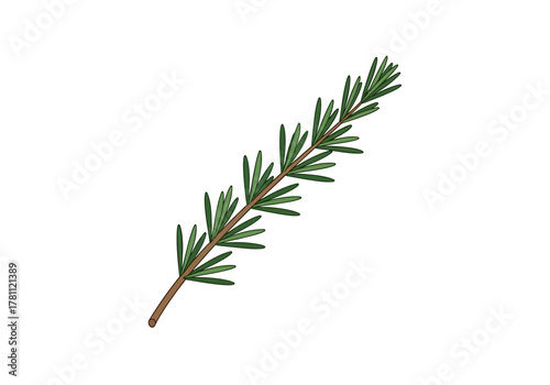 Sprig of rosemary with green needlelike leaves and brown stem