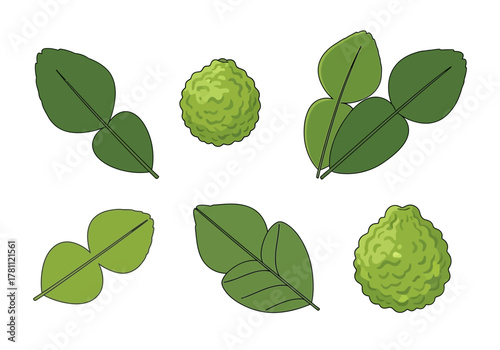 Two kaffir limes and four leaves arranged on a white background