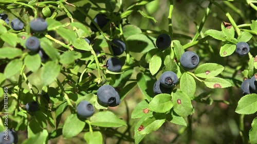 Blueberries, Huckleberry Bush in Wood, Berries, Forest Fruit in Mountains, Wild Bilberries, Huckleberries, Vaccinium Corymbosum