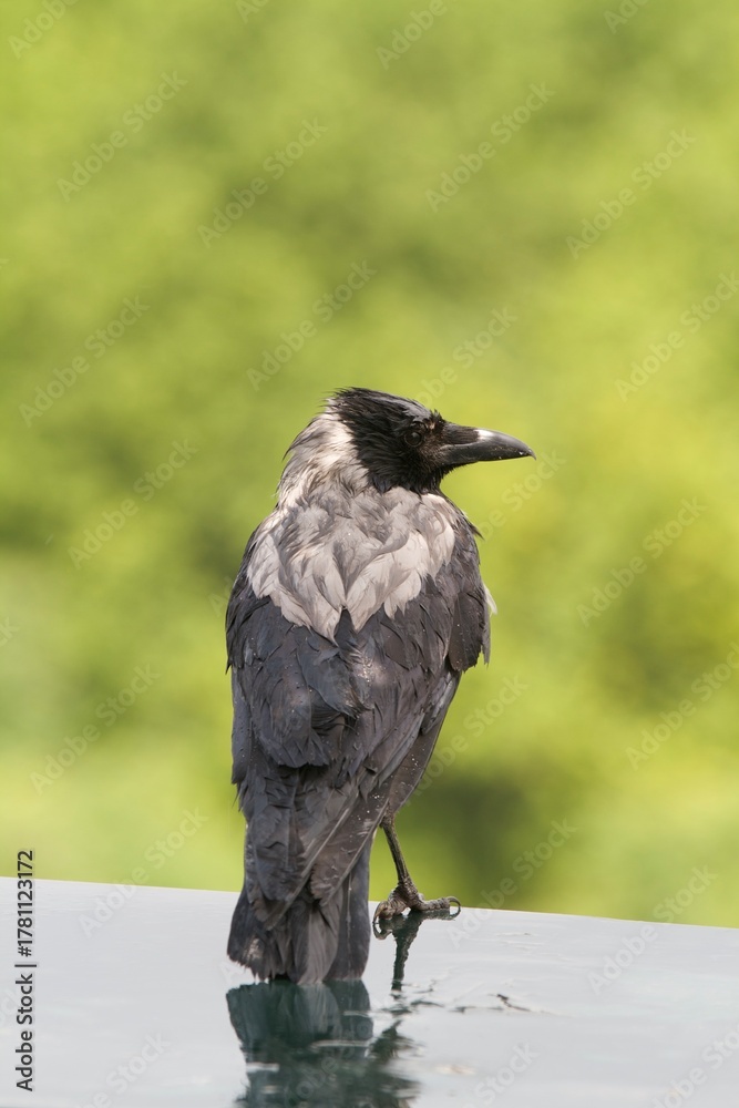 Fototapeta premium crow on the roof