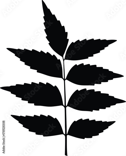 Illustrator Neem leaf branch botanical black and white Silhouette vector