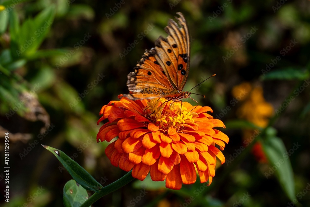 Obraz premium butterfly on flower