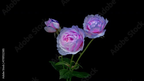 Beautiful blue Rose flower background. Wedding backdrop, Valentine's Day concept. Mother's day, Holiday, Love, birthday